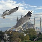 Sultanahmet Camii ve gümüş martılar
