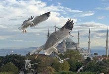 Sultanahmet Camii ve gümüş martılar