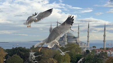 Sultanahmet Camii ve gümüş martılar