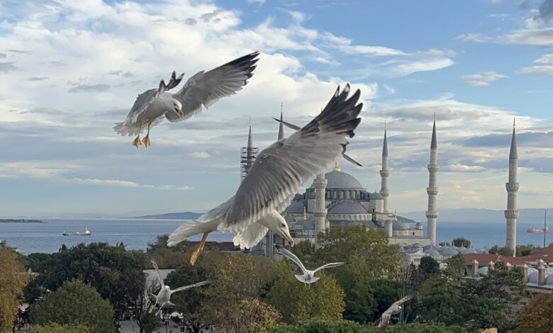 Sultanahmet Camii ve gümüş martılar